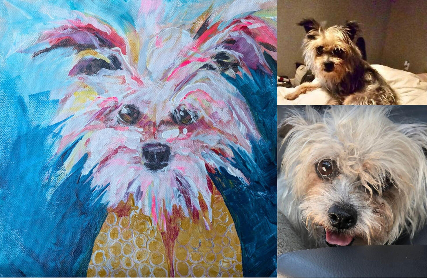 Sookie terrier mix