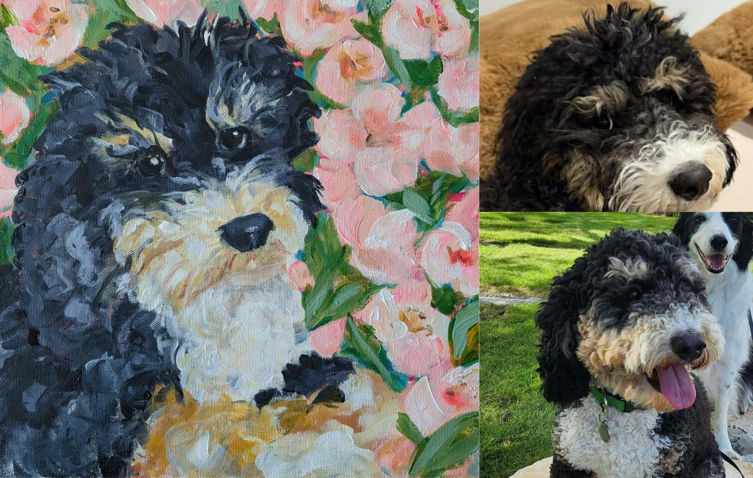 Pepper the Bernadoodle