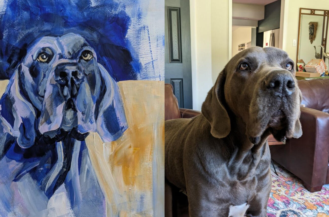 Bleu Great Dane Bleu Great Dane